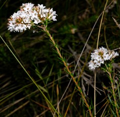 Epacris lanuginosa