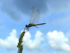 Trithemis pallidinervis