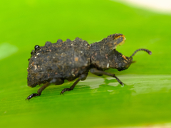 Bolitotherus cornutus