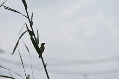 Ploceus philippinus infortunatus