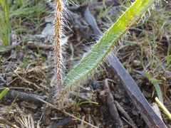 Caladenia leptochila