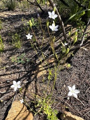Wahlenbergia gracilenta