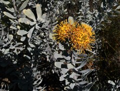 Leucospermum rodolentum