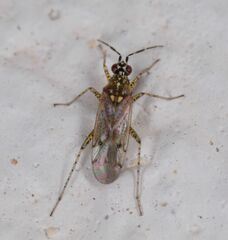 Dicyphus albonasutus
