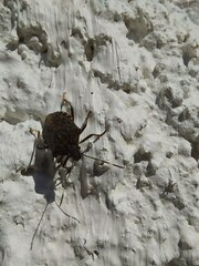 Halyomorpha halys