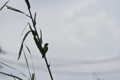 Ploceus philippinus infortunatus