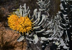 Leucospermum rodolentum