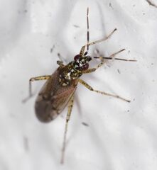 Dicyphus albonasutus