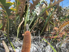 Banksia gardneri