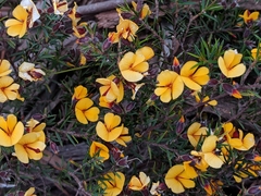 Pultenaea juniperina
