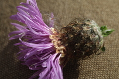 Centaurea × livonica