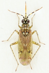 Dicyphus albonasutus
