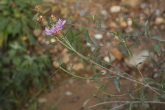 Centaurea × livonica