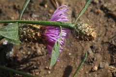 Centaurea × livonica
