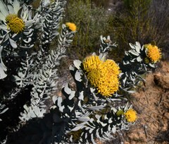 Leucospermum rodolentum
