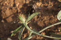 Centaurea × livonica
