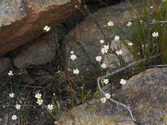 Thaminophyllum