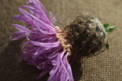 Centaurea × livonica