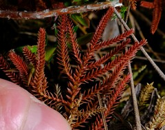 Selaginella uliginosa