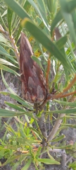 Protea repens