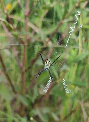 Argiope catenulata