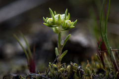 Siloxerus multiflorus