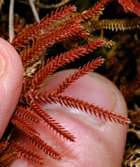 Selaginella uliginosa