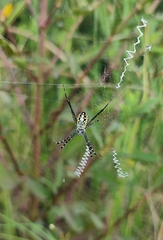 Argiope catenulata