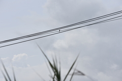 Merops orientalis ferrugeiceps