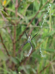 Argiope catenulata