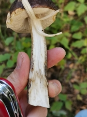 Leccinum scabrum melaneum