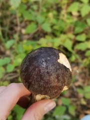 Leccinum scabrum melaneum