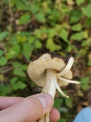 Leccinum scabrum melaneum