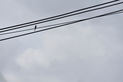 Merops orientalis ferrugeiceps