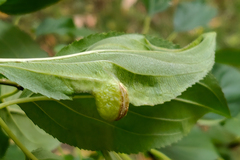 Trichochermes walkeri