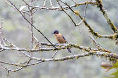 Heterophasia capistrata