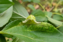 Trichochermes walkeri