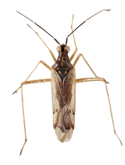 Dicyphus errans