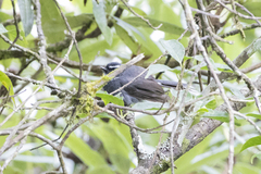 Rhipidura albicollis