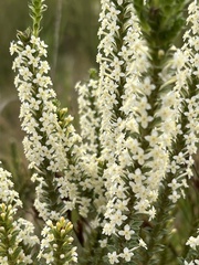 Struthiola hirsuta