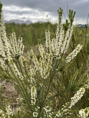 Struthiola hirsuta