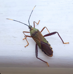 Notobitus