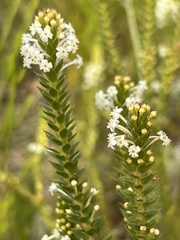 Struthiola hirsuta