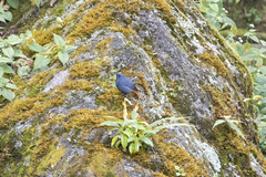 Phoenicurus fuliginosus