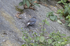 Phoenicurus fuliginosus