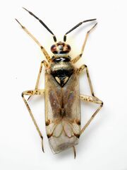 Dicyphus geniculatus