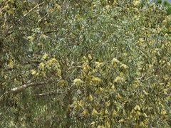 Melaleuca argentea