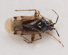 Dicyphus geniculatus