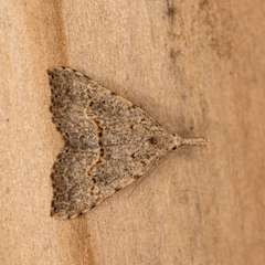 Trigonistis asthenopa