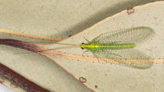 Apertochrysa edwardsi